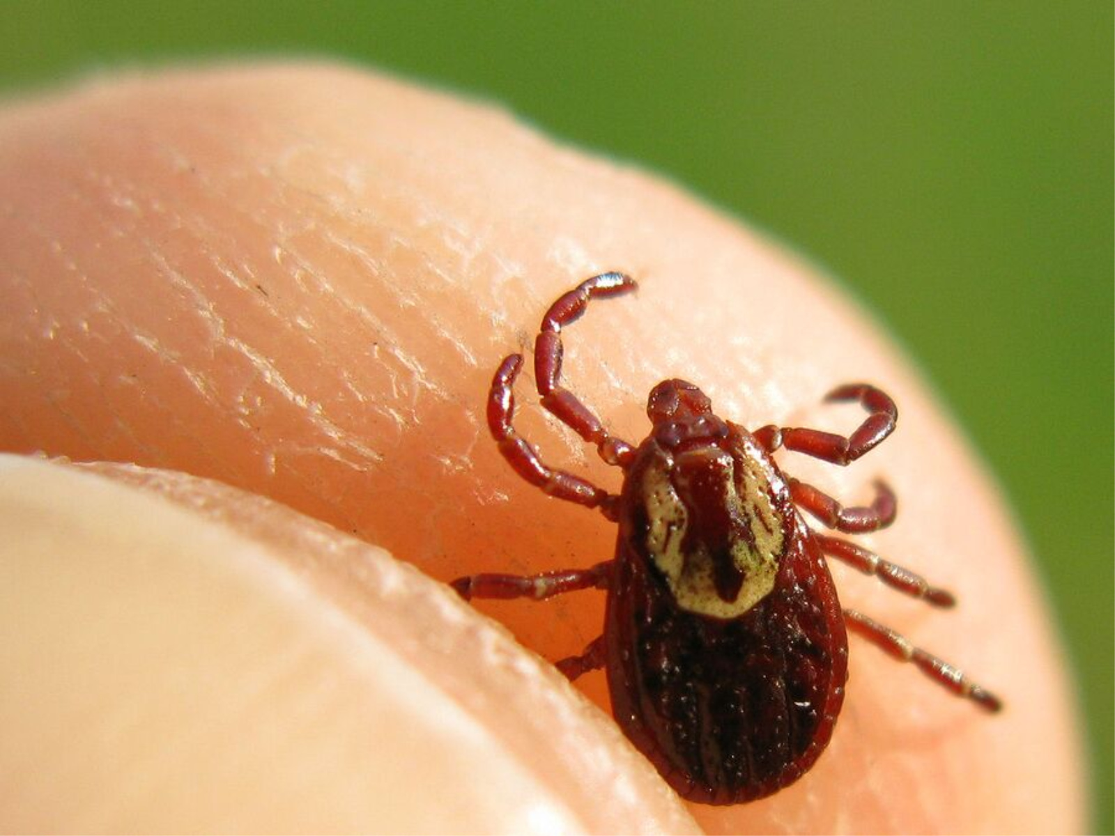 It’s Tick Season Do You Know the Symptoms of Lyme Disease Suma Home Care